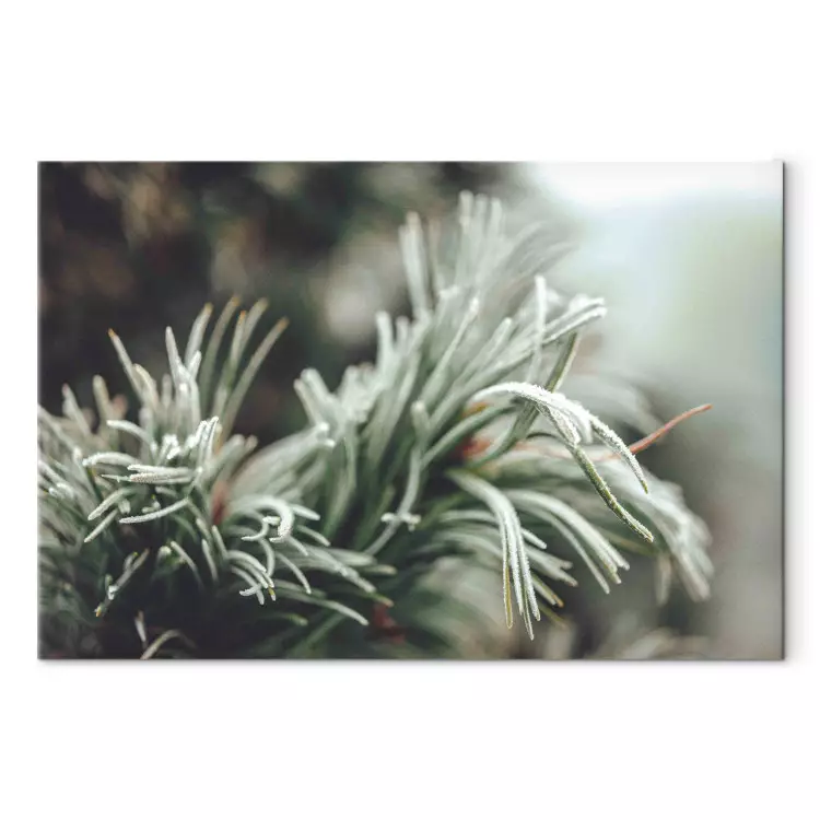Canvas Winter Enchantment - A Photograph of a Coniferous Branch Covered With Frost