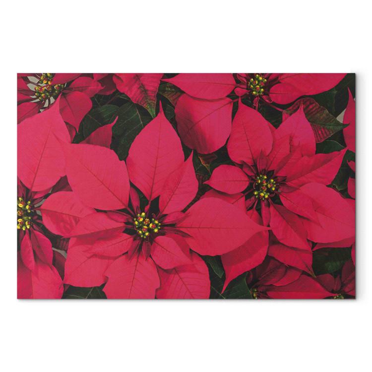 Canvas Beauty of Christmas - Composition With Red Flowers of the Star of Bethlehem