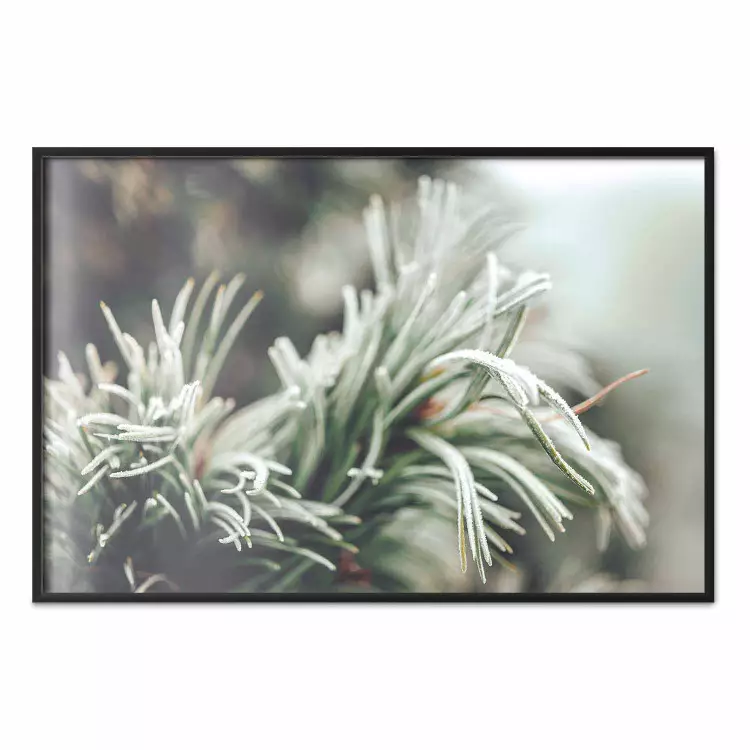 Winter Charm - A Photograph of a Coniferous Twig Covered in Frost