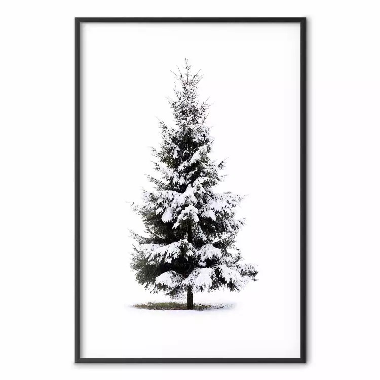 Winter Tree - Spruce Covered With Snow on a White Solid Background