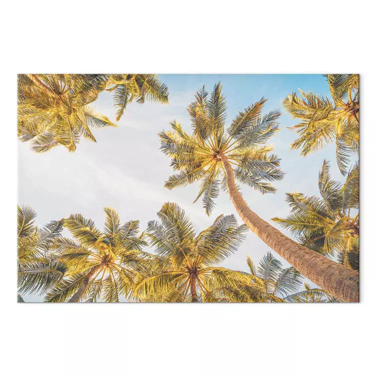 Palm Tops - Tropical Trees Against Bright Sky