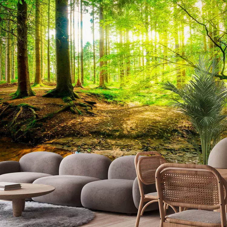 Forest Space - Sunbeams Penetrating Through Trees and Stream