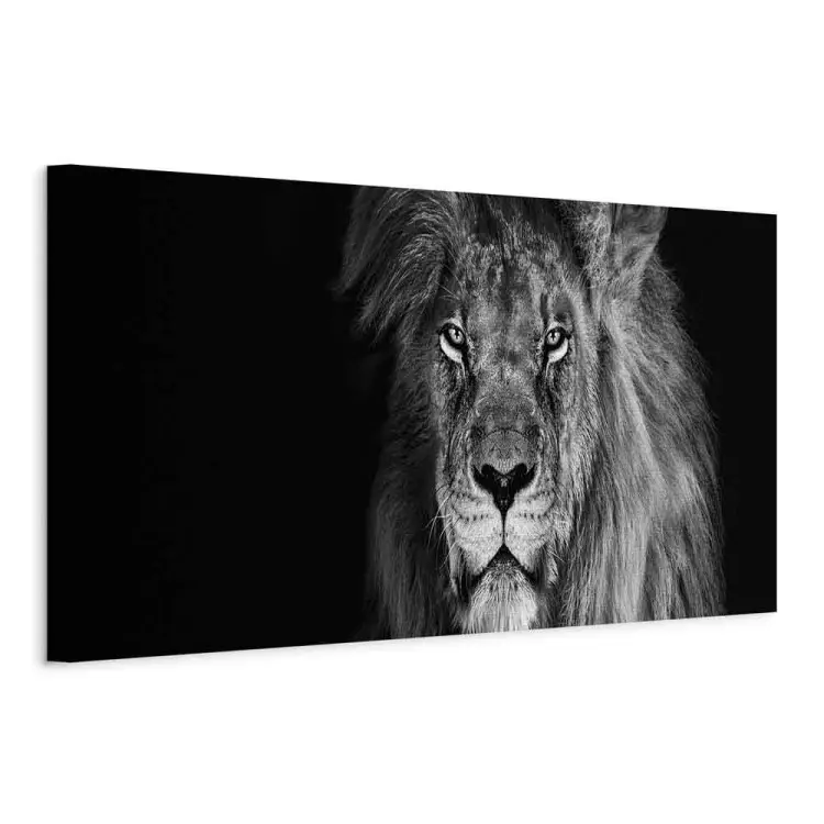 Mighty lion - king of the jungle in a proud position in black and white
