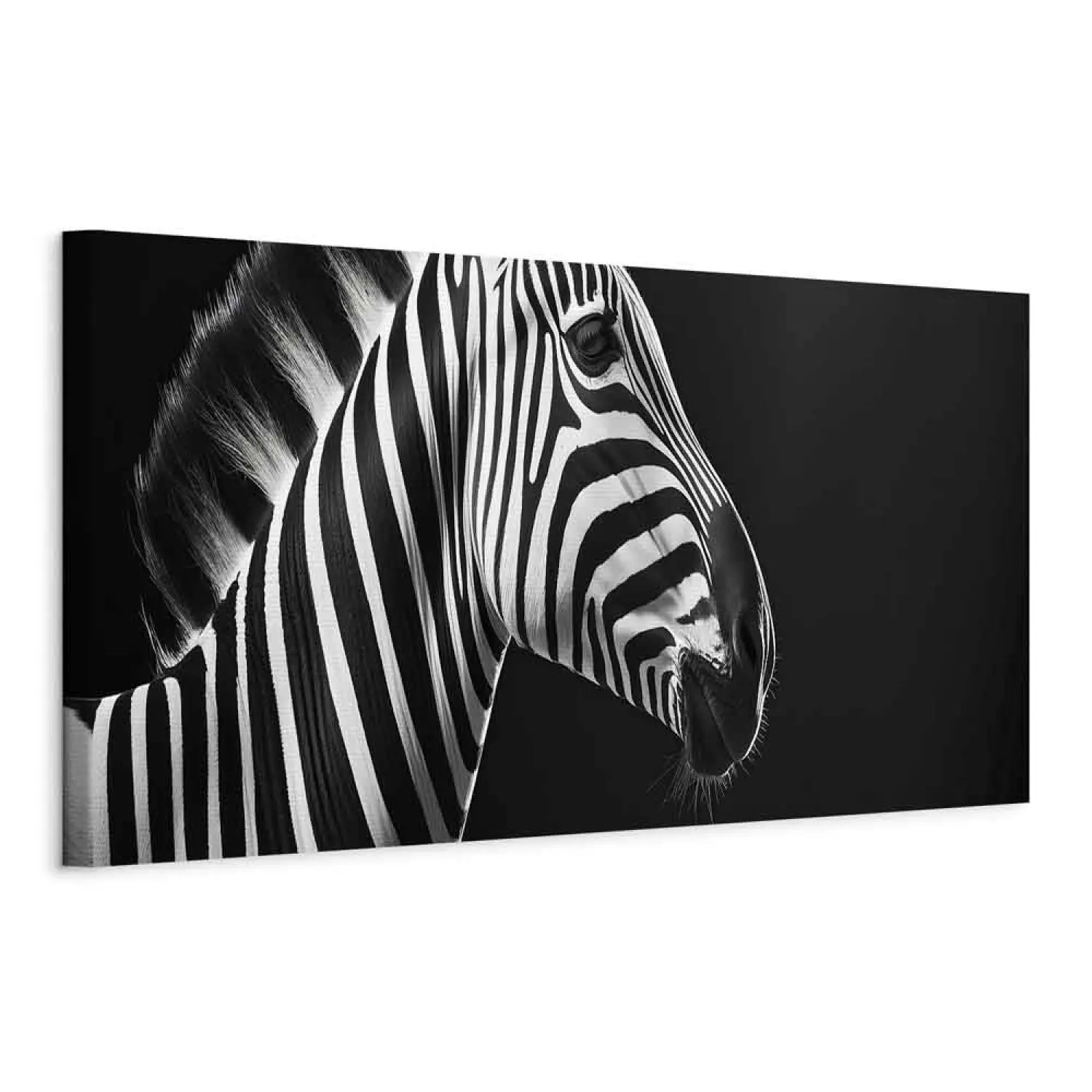 Black and White Zebra Head with Head Scarf in John Wilhelm Style Stock
