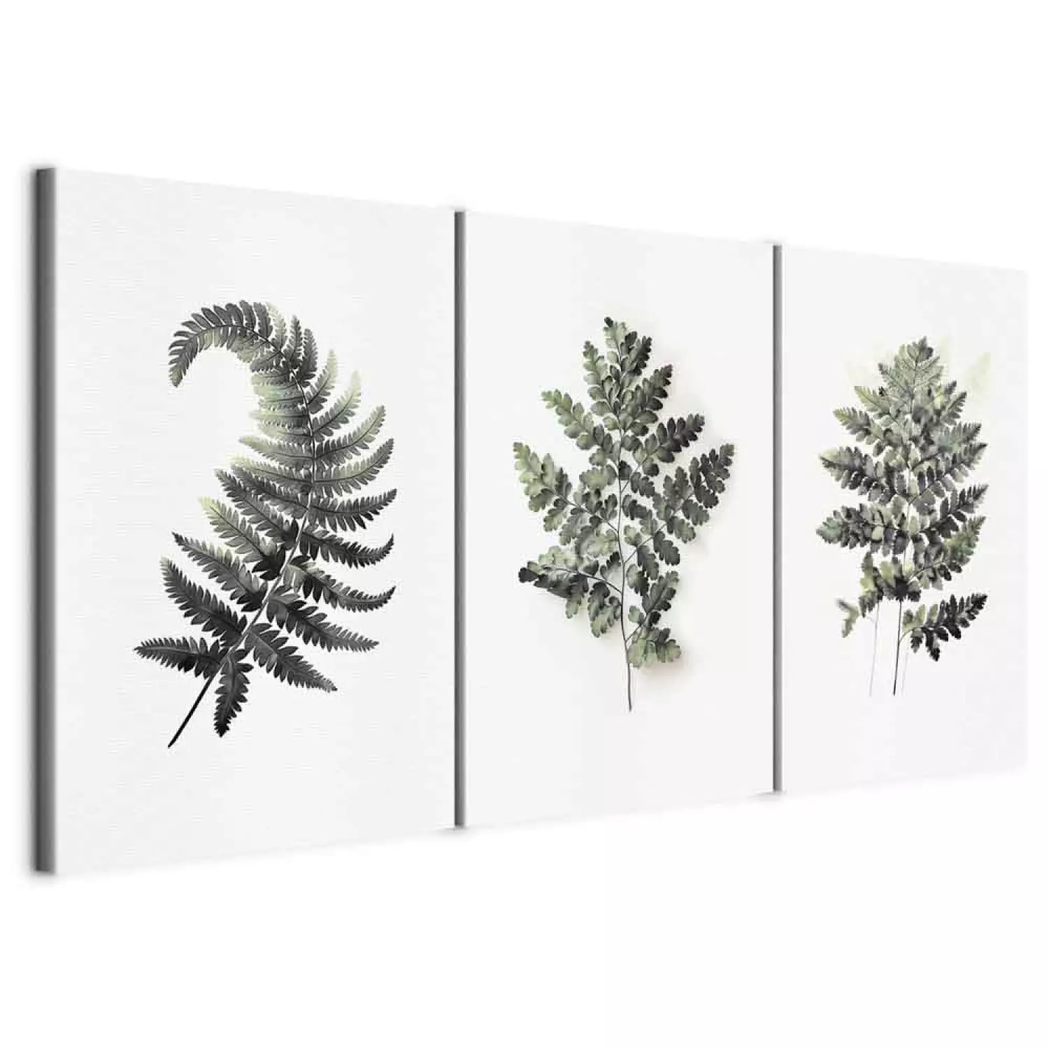 Canvas Print Nature - dark green fern fans on a white background
