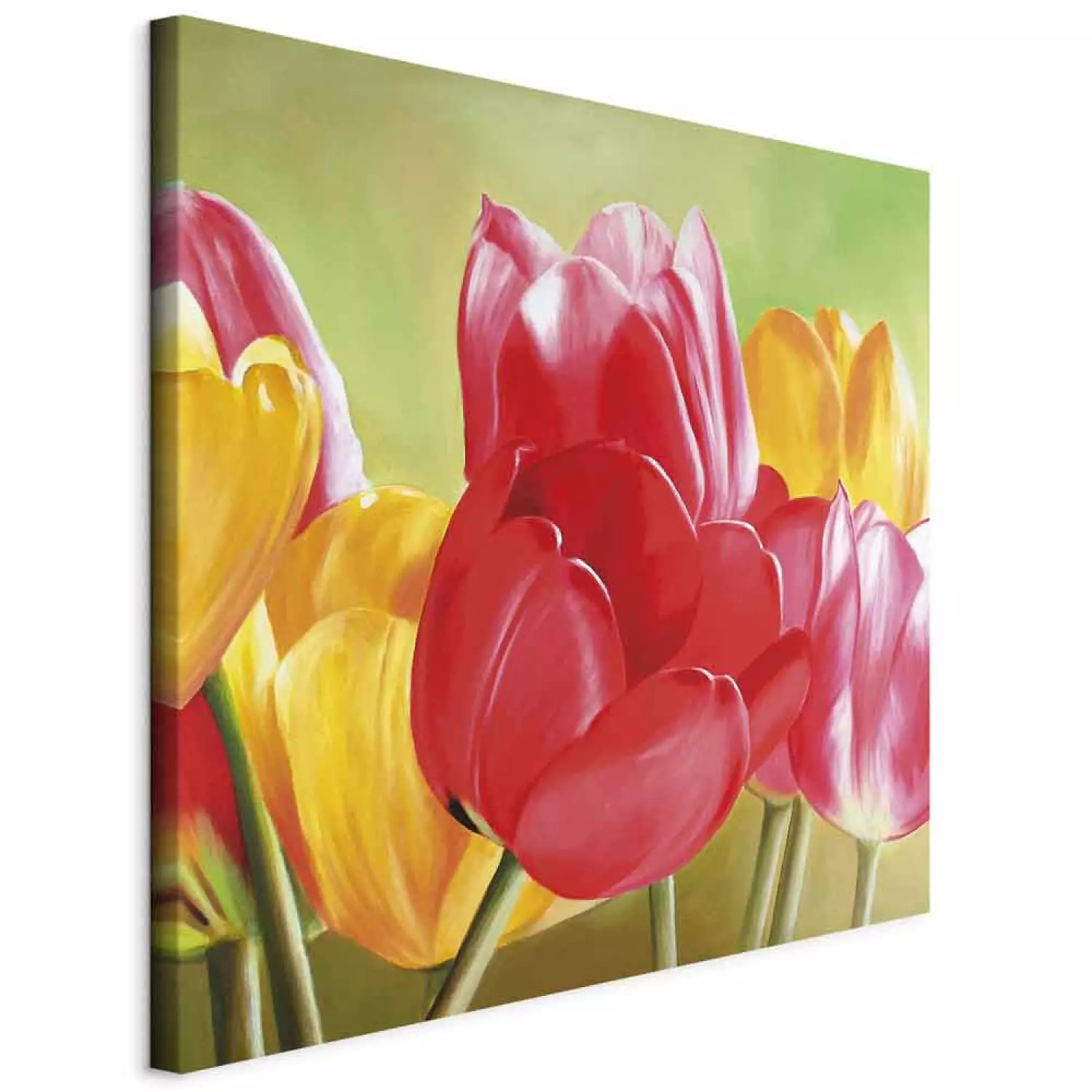 Canvas Freshness of Tulips - Colourful flowers on a green background