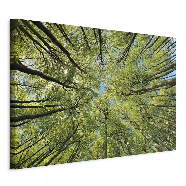 Green world - a view of the treetops in full bloom