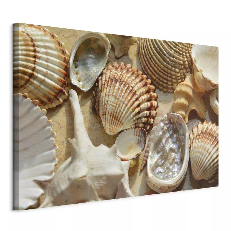 Pearl details - a collection of shells with different textures and shapes