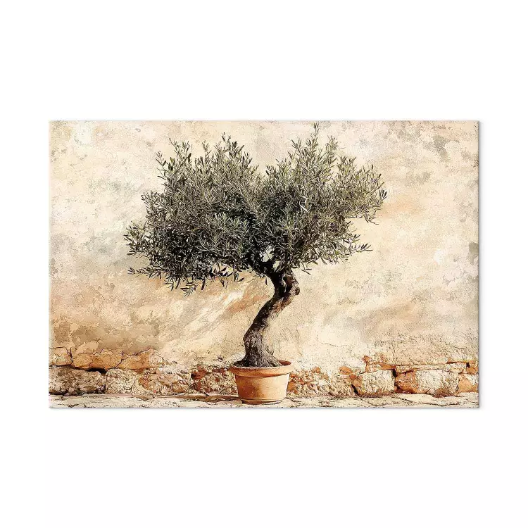 Mediterranean climate - olive tree against the background of a beige wall