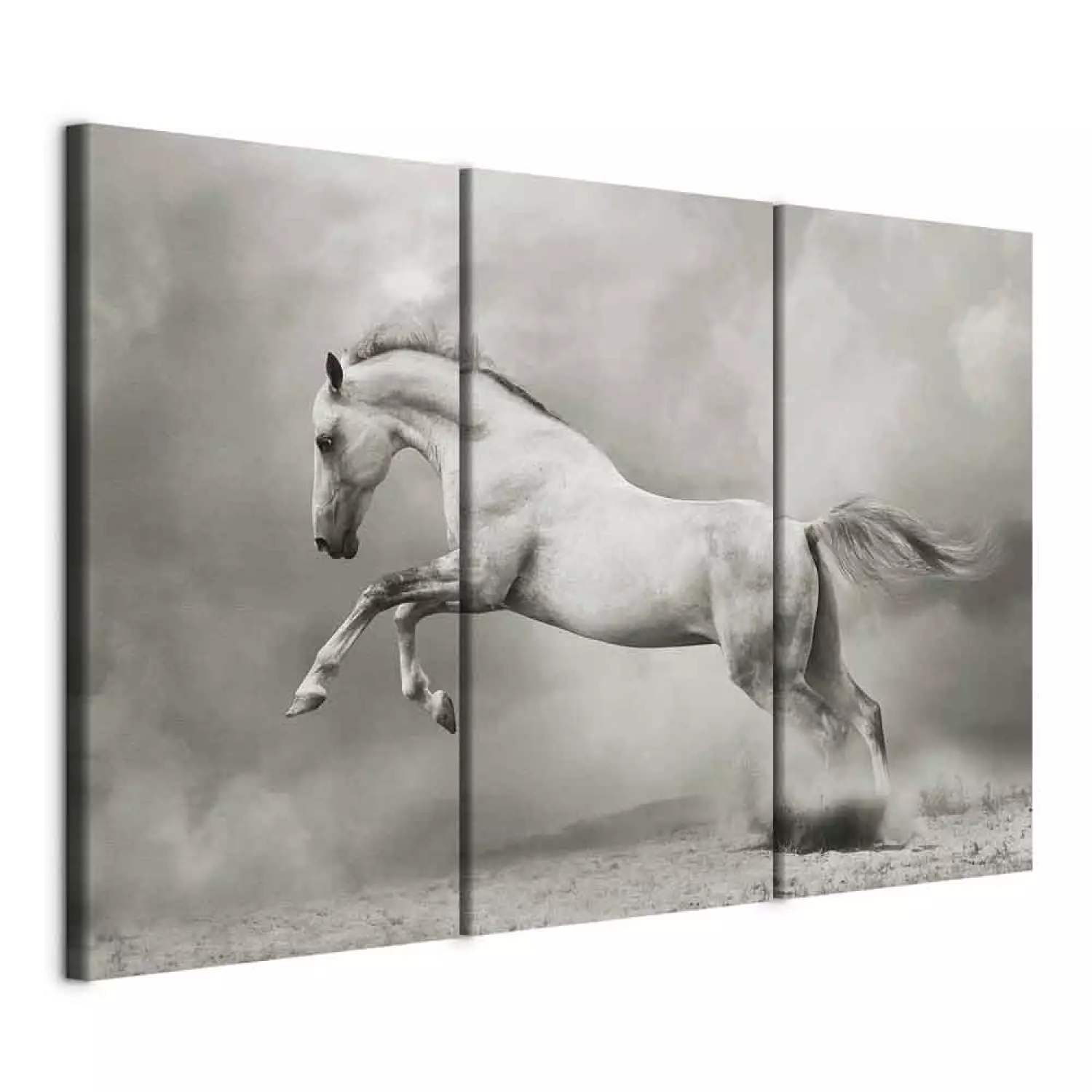 Canvas Print A white horse in motion