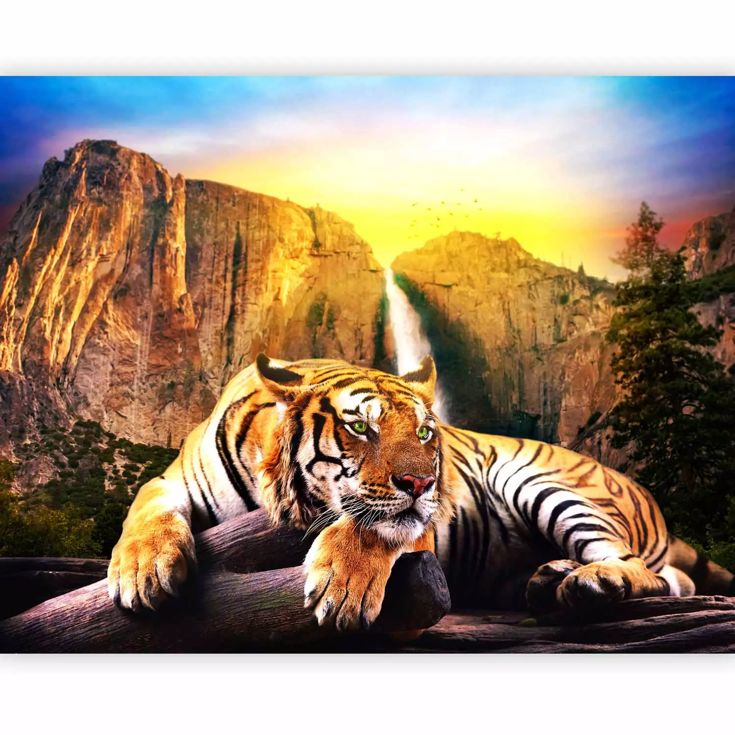 Tiger wall outlet