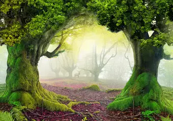 Wall Mural Enchanted forest Wallpaper Cropper