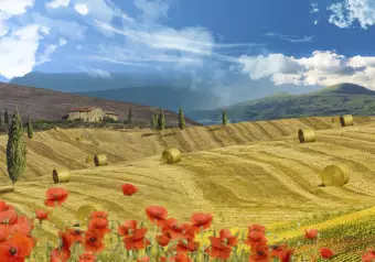 Wall Mural Italian Tuscany - Landscape of Countryside with Trees on Golden Meadows Wallpaper Cropper