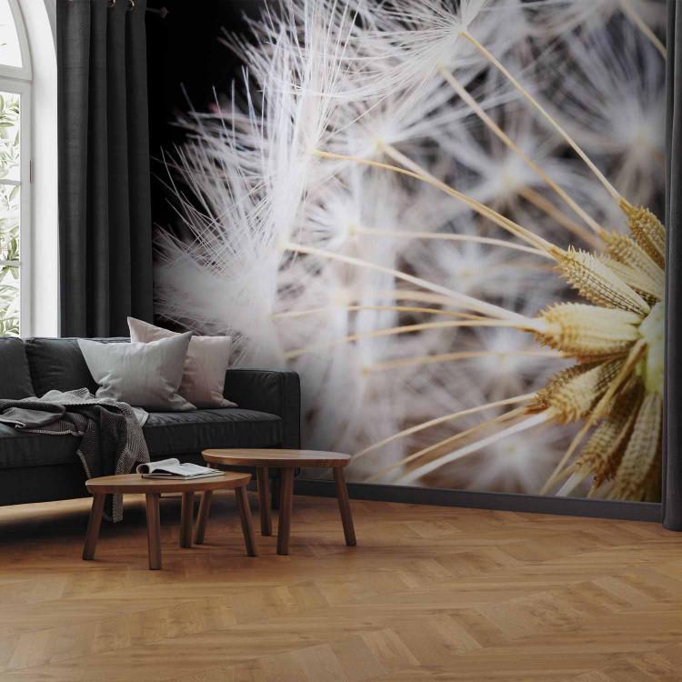 Wall Mural Magnification - Close-Up of Fluffy Dandelion Flower on a Black Background