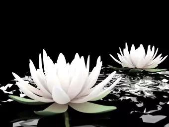 Photo Wallpaper Beauty of Plants - Floating White Water Lilies on a Black Background Wallpaper Cropper