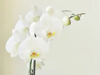 orchids wallpaper aesthetic