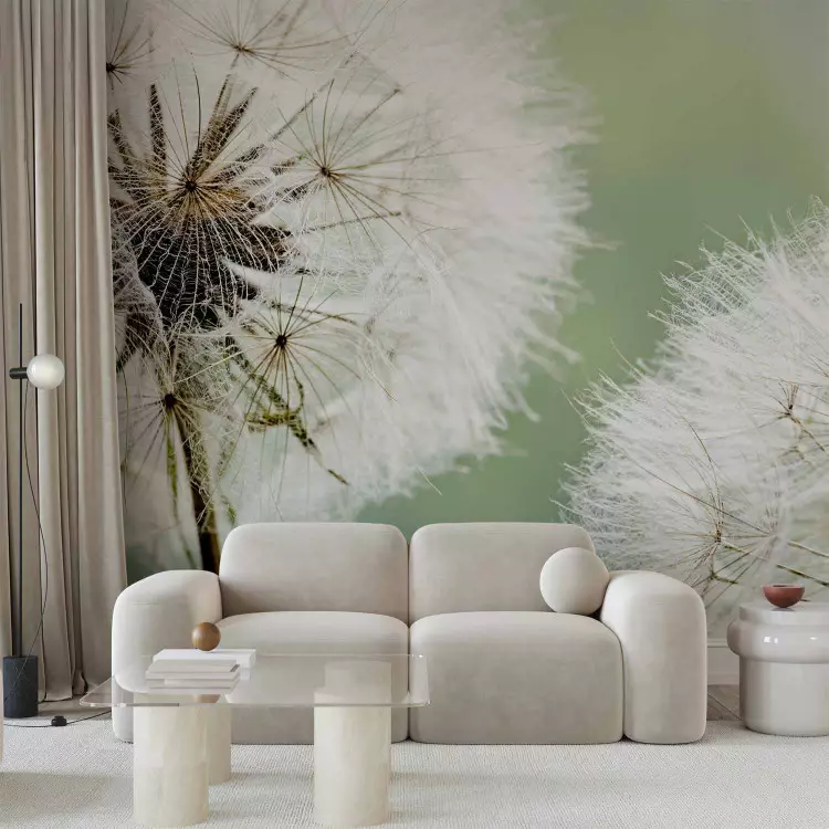 Two dandelions