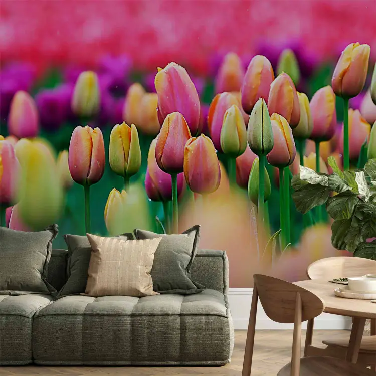 pink tulip flower wallpaper