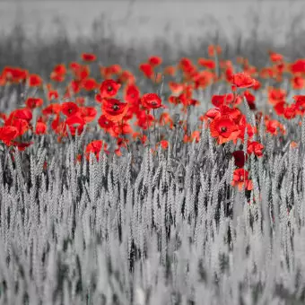 Wall Mural Poppies on Black and White Grain - Contrasting Shot of Red Flowers Wallpaper Cropper