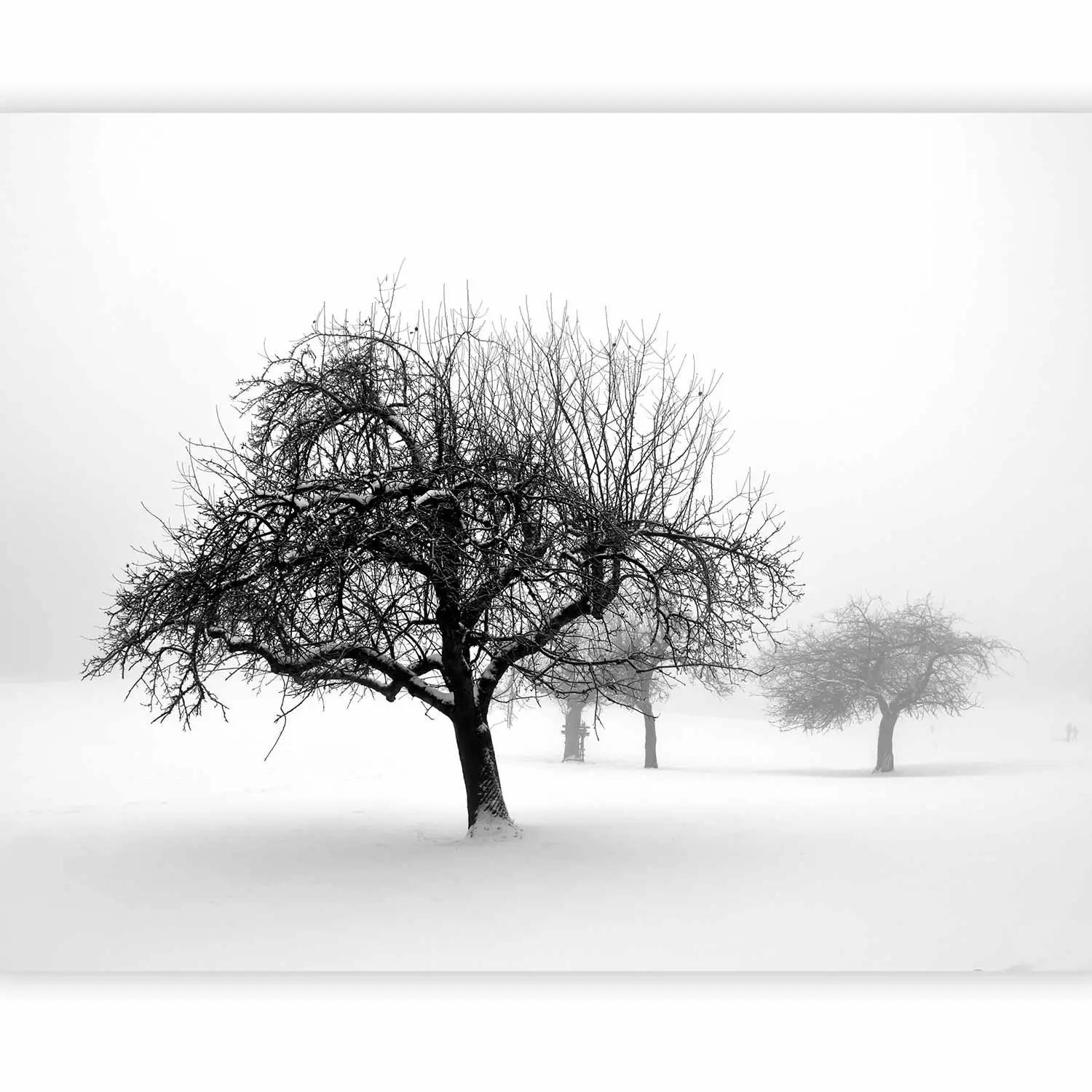 Photo Wallpaper Winter: Trees