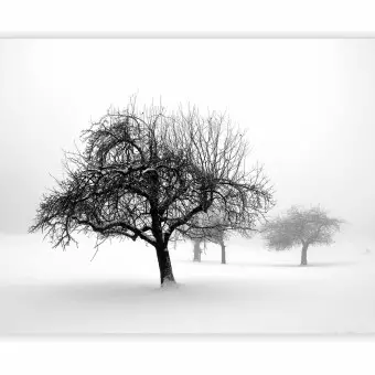 Photo Wallpaper Winter: Trees
