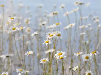 Photo Wallpaper Daisies - Meadow Landscape with a Close-up of Flowers and a Blue Sky Wallpaper Cropper