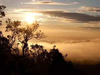 Wall Mural Sky and Trees - Landscape of a Tropical Forest in Mist at Sunset Wallpaper Cropper