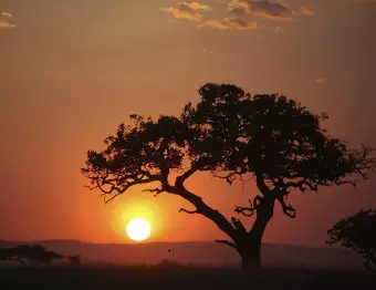 Wall Mural Africa: sunset Wallpaper Cropper