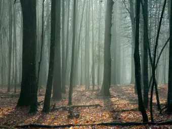 Photo Wallpaper Witches' forest Wallpaper Cropper