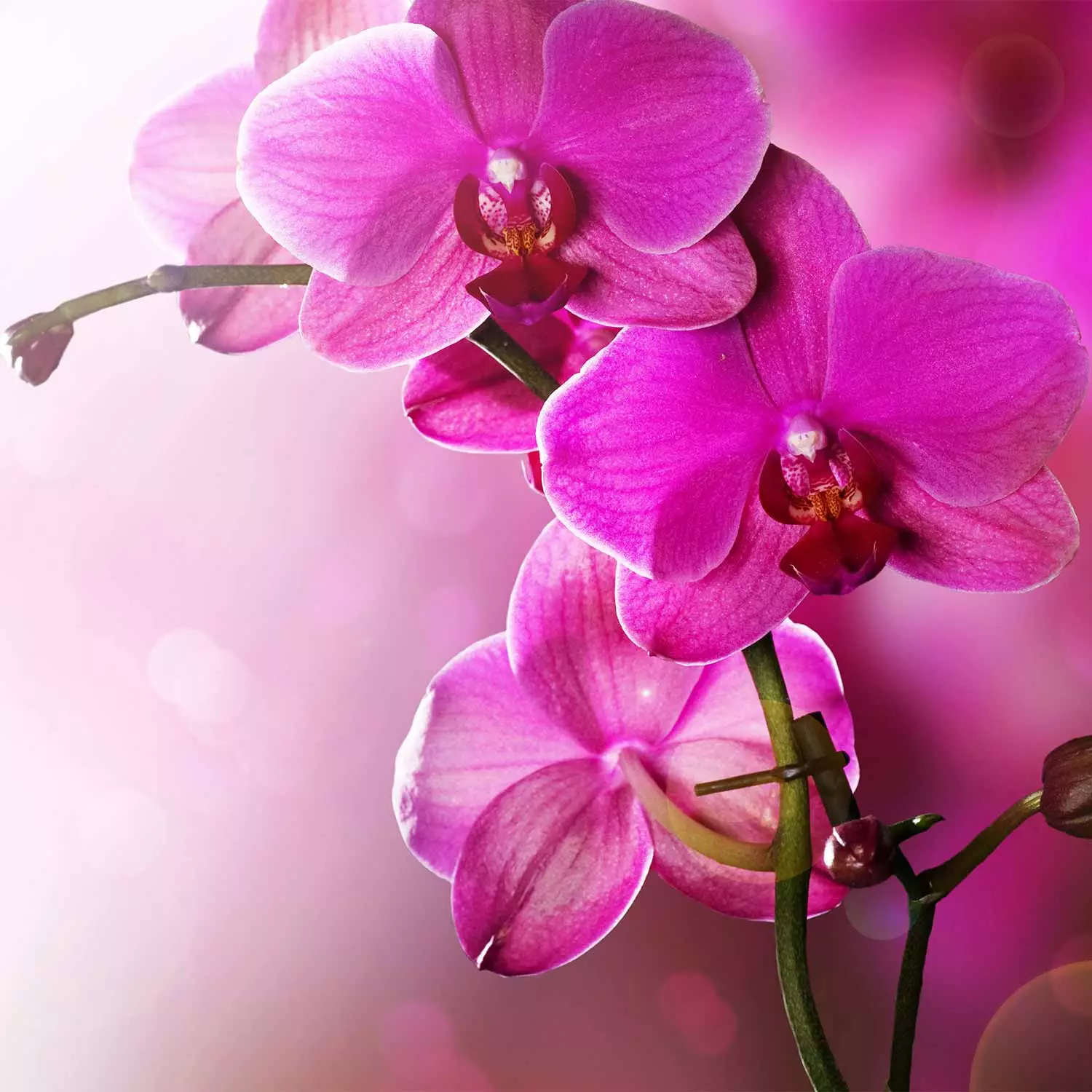Wall Mural Pink Orchid Flowers - Fresh Flower Motif on a Delicate  Background - bimago