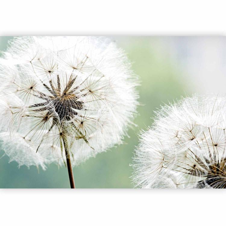 Wall Mural Two Dandelions - Plant Motif with Close-up of Flowers on a Blurred Background