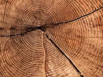 Photo Wallpaper Tree trunk cross section Wallpaper Cropper