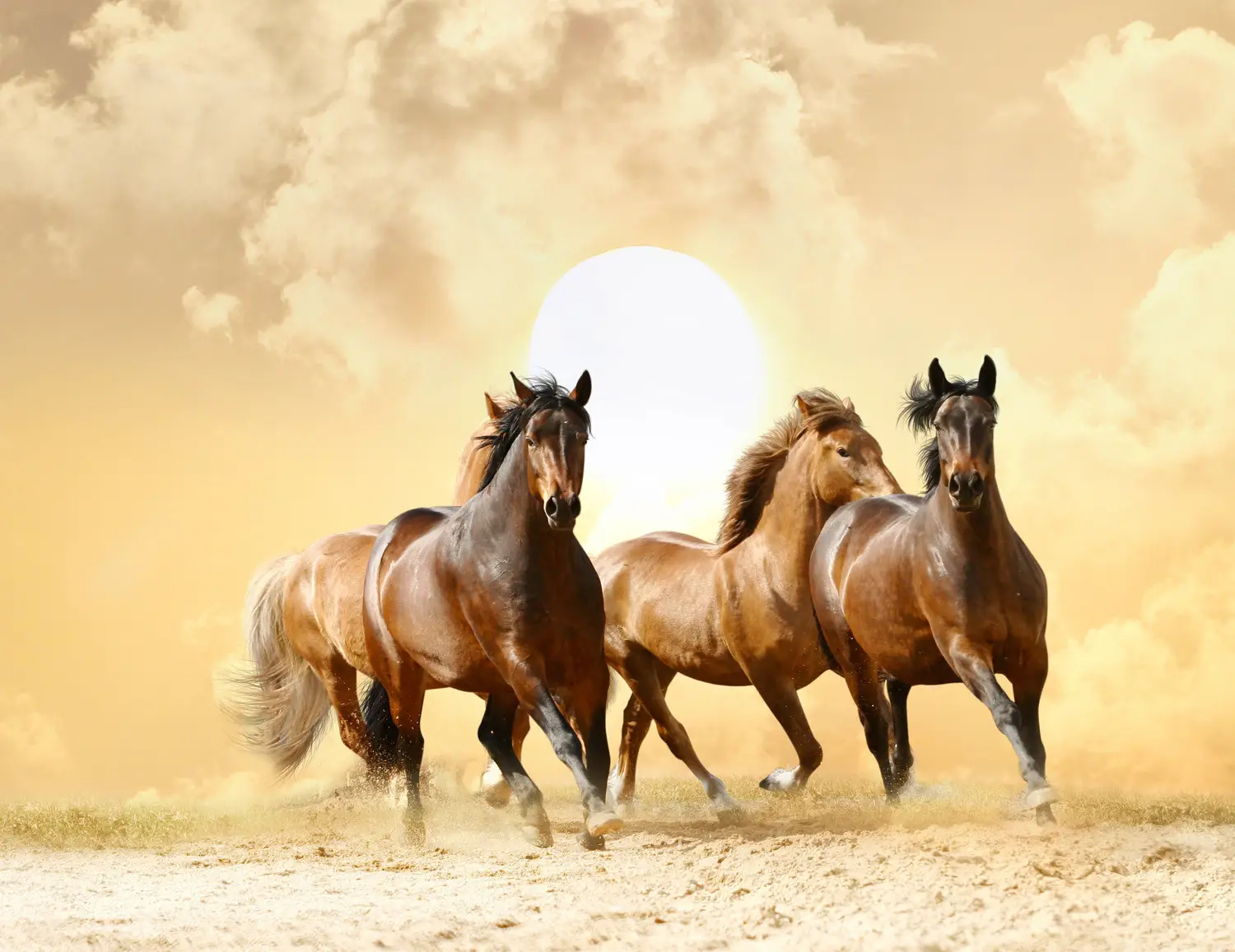 running horse wallpaper benefits