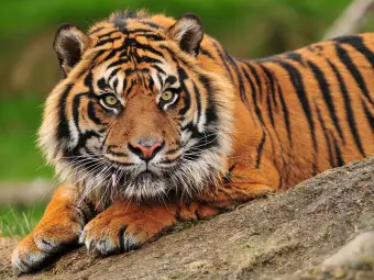 tiger wallpaper b&q