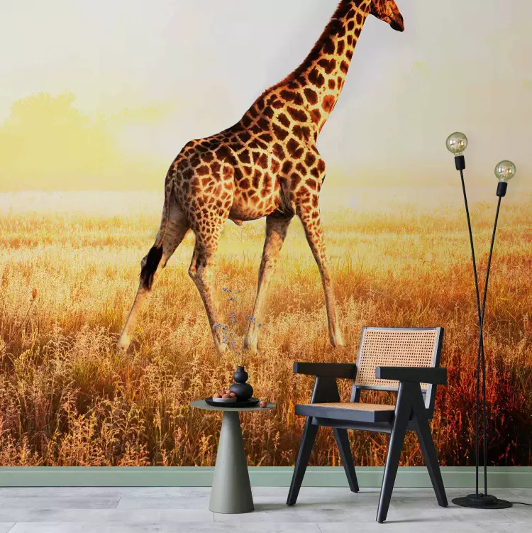 Photo Wallpaper African Nature - Walking giraffe on the savannah in a  meadow at dawn - bimago