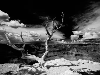 Wall Mural Grand Canyon - Black and White Landscape with a Single Tree in the Center Wallpaper Cropper