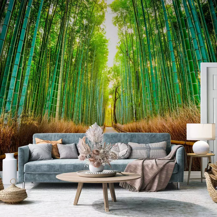 Wall Mural Bamboo Forest - bimago