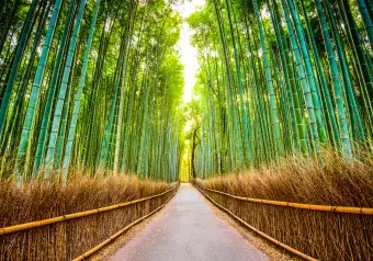Wall Mural Bamboo Forest Wallpaper Cropper