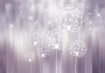 Wall Mural Symbol of summer - white graphic flying dandelions on purple background Wallpaper Cropper