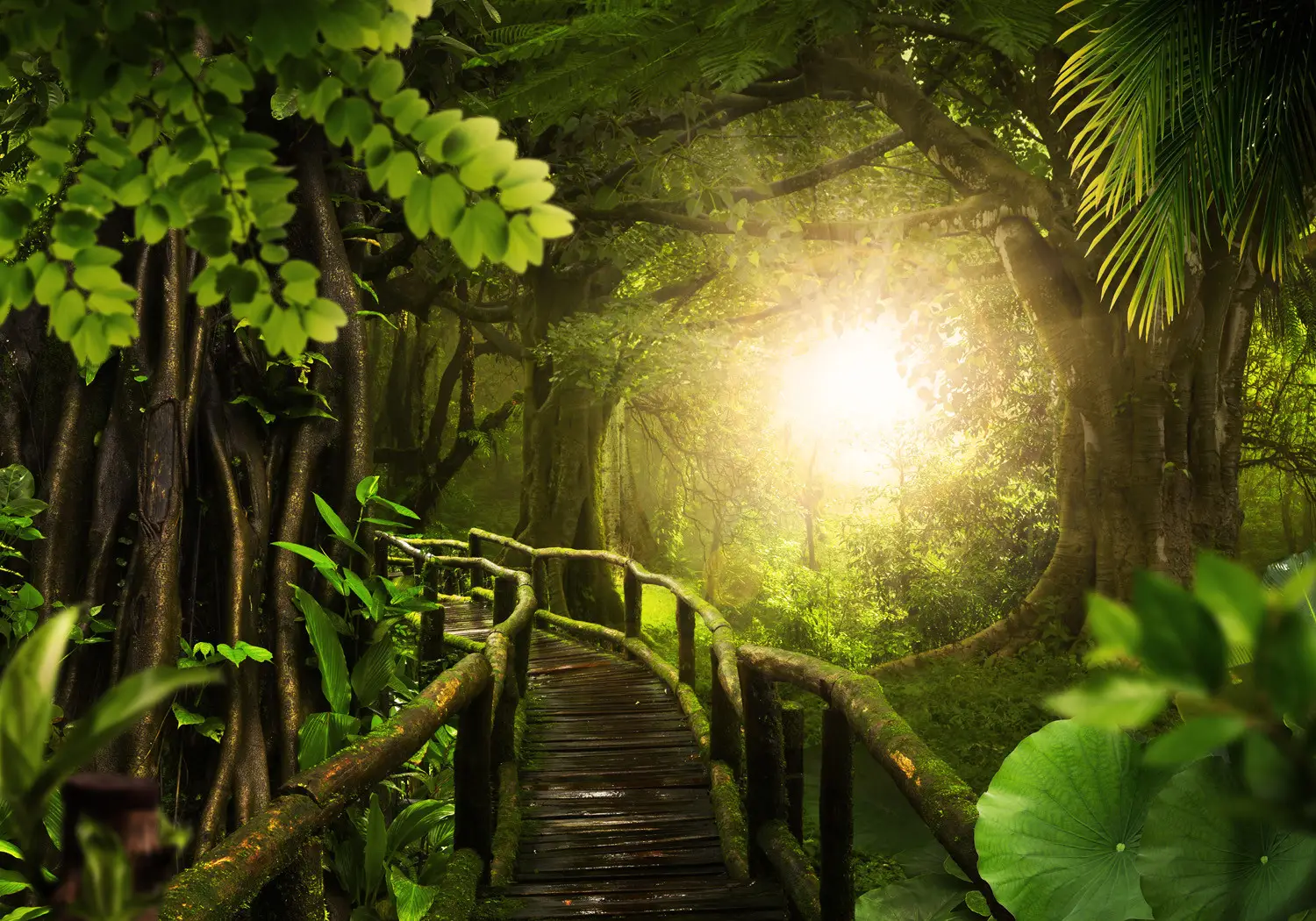 rainforest wallpaper   b&q