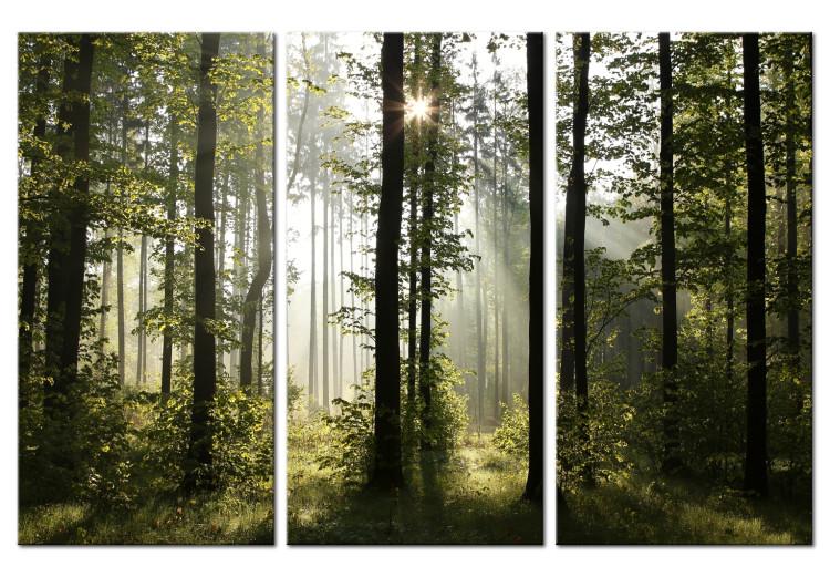 Canvas Nature: Forest Morning II - Summer Forest Landscape with Sunlight