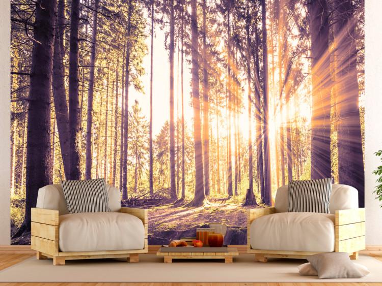 Wall Mural Forest Afternoon