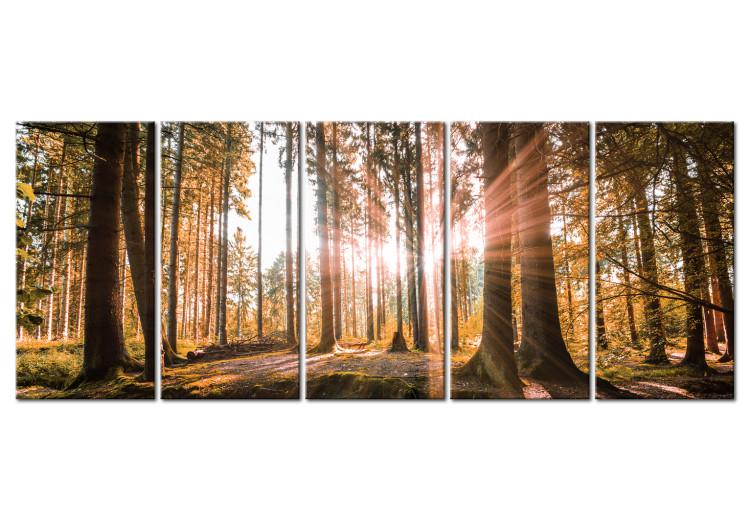 Canvas Beauty of Forest Nature (5-piece) - Sunny Landscape of Trees on Canvas