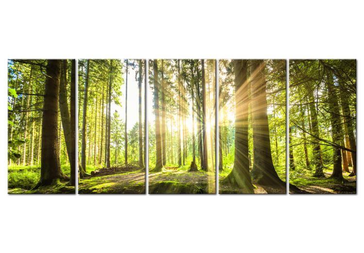 Canvas Green Glow (5-piece) - Sunrise Amidst Forest Nature