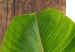 Canvas Print Plant zodiac: Pisces - minimalist, botanical composition 122600 additionalThumb 5