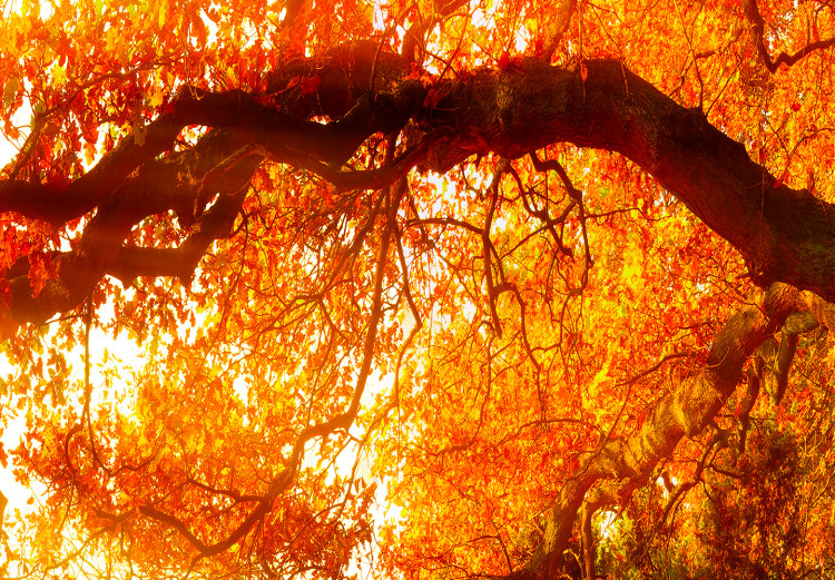 Large canvas print Enchanting Autumn [Large Format] 128900 additionalImage 5
