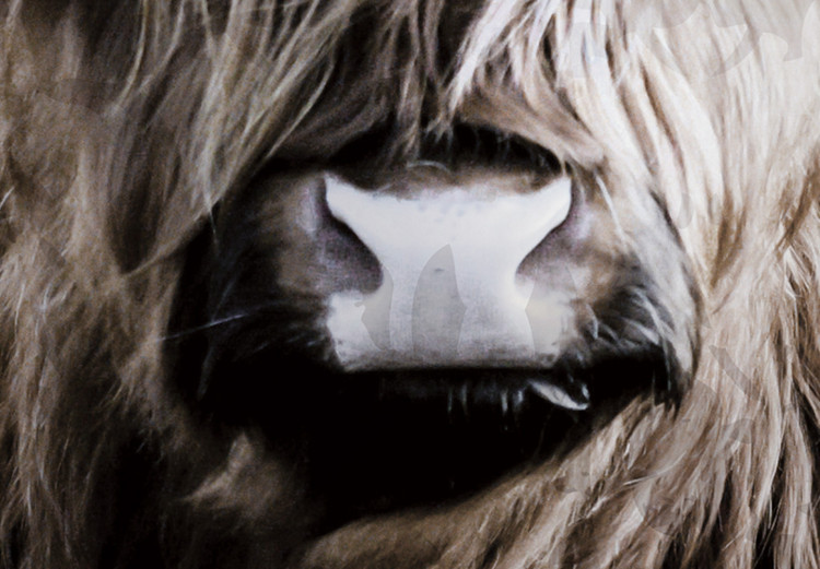Canvas Highland Cow in Sepia - wild animal with long hair on a light background 134700 additionalImage 4