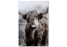 Canvas Highland Cow in Sepia - wild animal with long hair on a light background 134700