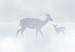 Wall Poster Roe Deer and Deer in the Fog - Animals Against the Background of Forests, Lake and Mountains 145300 additionalThumb 7