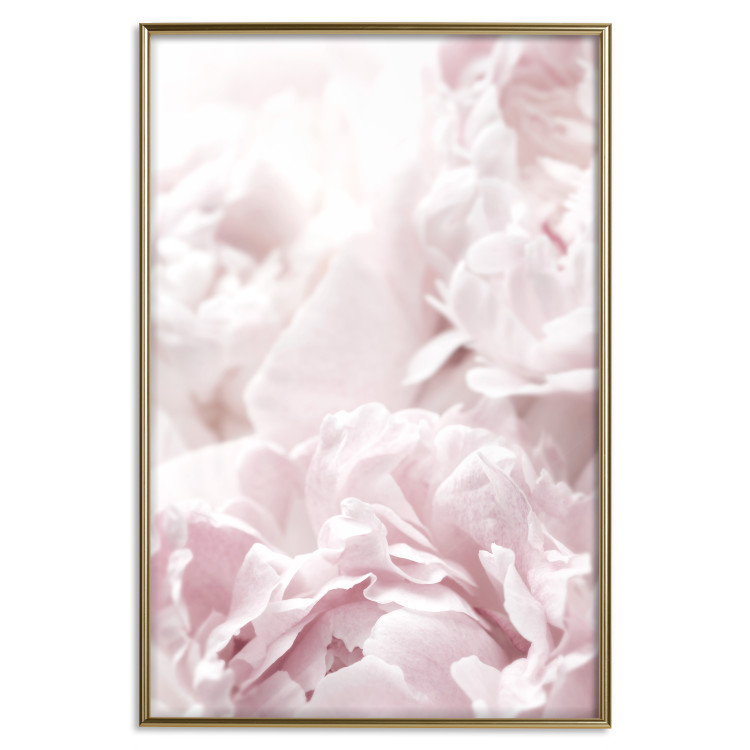 Wall Poster Fluffy peonies - botanical composition with flowers with pink petals 115010 additionalImage 15